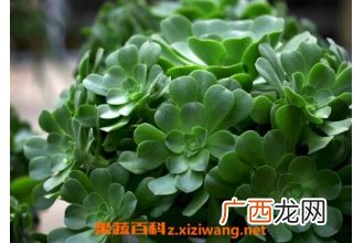 玉龙观音如何养殖 玉龙观音的养殖方法