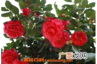 玉玲珑山茶花如何养殖 玉玲珑山茶花养殖方法