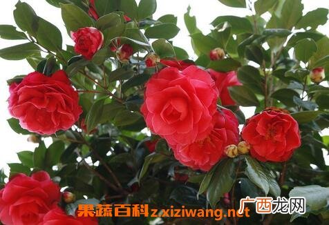 玉玲珑山茶花如何养殖 玉玲珑山茶花养殖方法
