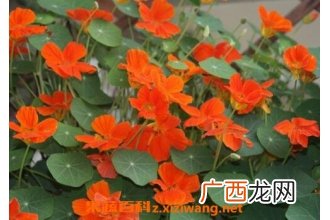 怎样养殖旱金莲 旱金莲养殖方法技巧