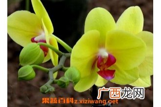 怎样养殖蝴蝶兰花 蝴蝶兰花养殖方法技巧