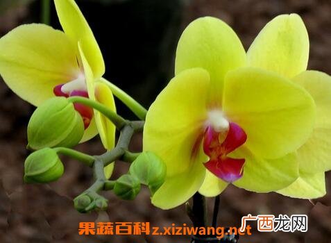 怎样养殖蝴蝶兰花 蝴蝶兰花养殖方法技巧