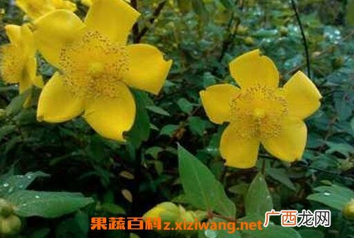 金丝梅的药用价值 金丝梅能解蛇毒