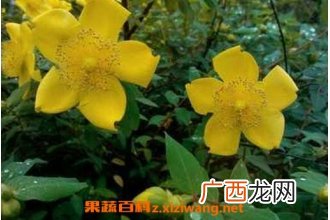 金丝梅的药用价值 金丝梅能解蛇毒