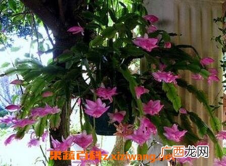 蟹爪兰如何养殖 蟹爪兰养殖方法与技巧