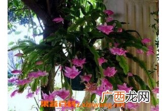 蟹爪兰如何养殖 蟹爪兰养殖方法与技巧