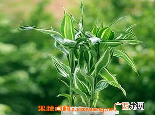 幸运竹的养殖方法和注意事项