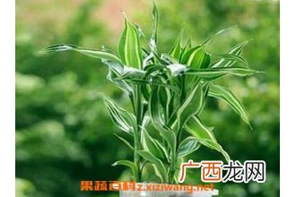 幸运竹的养殖方法和注意事项