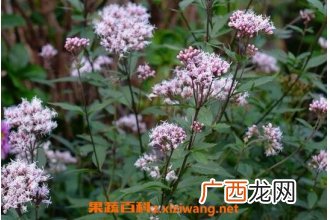 佩兰的功效与作用 佩兰的食用方法及禁忌