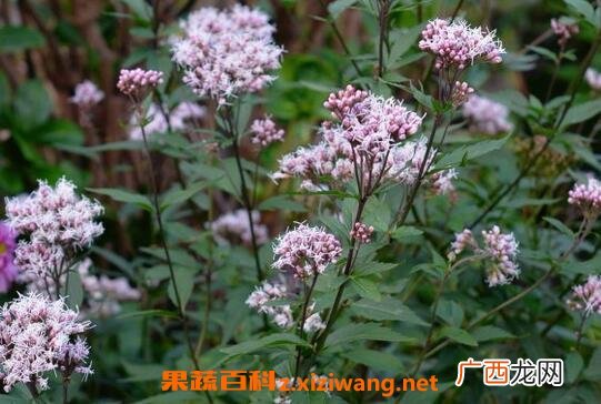 佩兰的功效与作用 佩兰的食用方法及禁忌