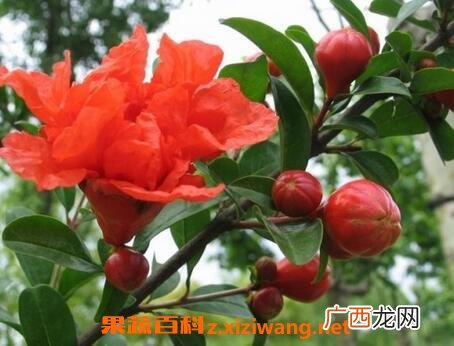 石榴花如何养殖 养殖石榴花的小技巧