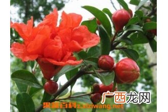 石榴花如何养殖 养殖石榴花的小技巧