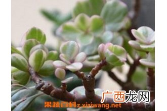雅乐之舞的养殖方法和注意事项
