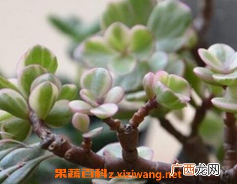 雅乐之舞的养殖方法和注意事项