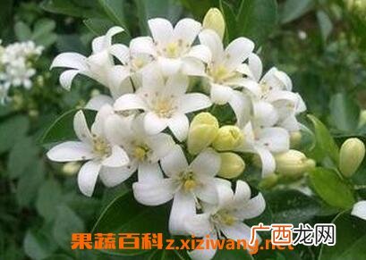 夜来香的盆栽养殖方法和注意事项