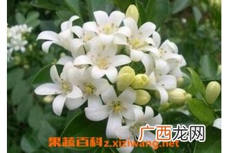 夜来香的盆栽养殖方法和注意事项