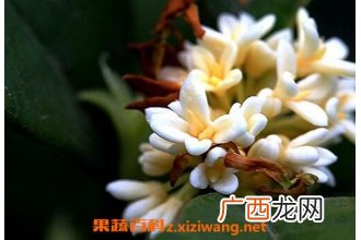 银桂花的养殖方法和注意事项