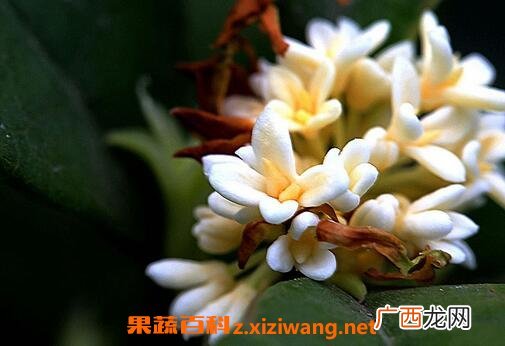 银桂花的养殖方法和注意事项