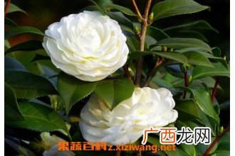 野生山茶花的养殖方法和注意事项