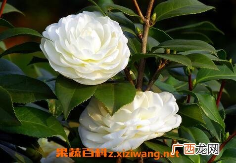 野生山茶花的养殖方法和注意事项