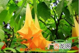 洋金花的功效与作用 洋金花的副作用和禁忌
