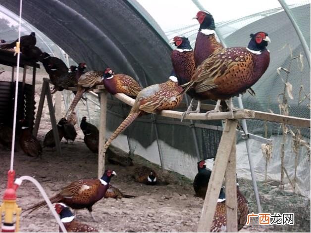 养一千只火鸡投资多少 临沂养殖孔雀火鸡