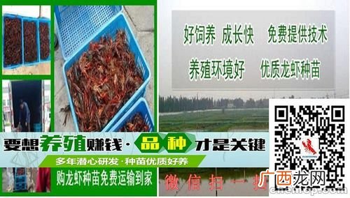 温室大棚养殖小龙虾 龙虾养殖批发