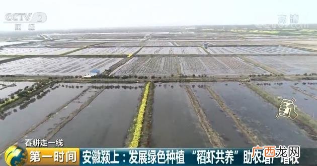 养澳洲龙虾一亩多少资金 龙虾养殖招聘