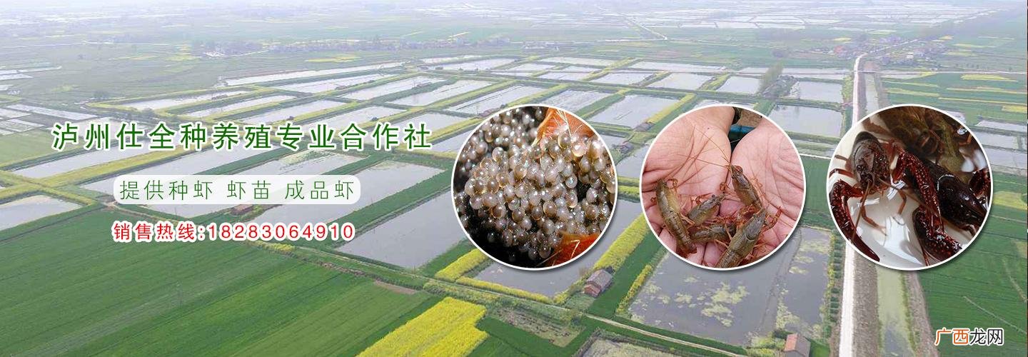 养澳洲龙虾一亩多少资金 龙虾养殖招聘