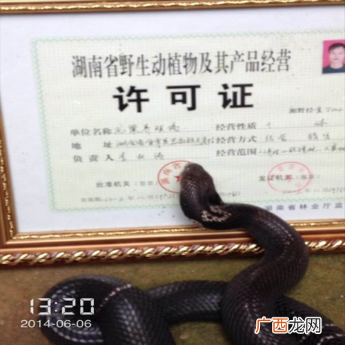 卖养殖蛇需要什么证件