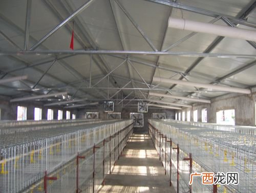 饲养野鸡自己吃违法吗 毛鸡养殖违法否