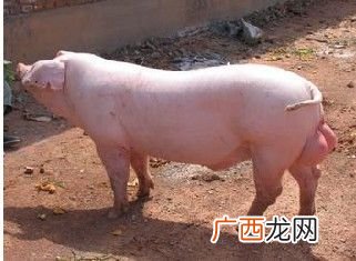 农广天地养殖母猪视频 梅山母猪养殖视频