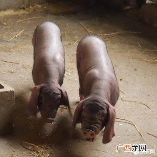 农广天地养殖母猪视频 梅山母猪养殖视频