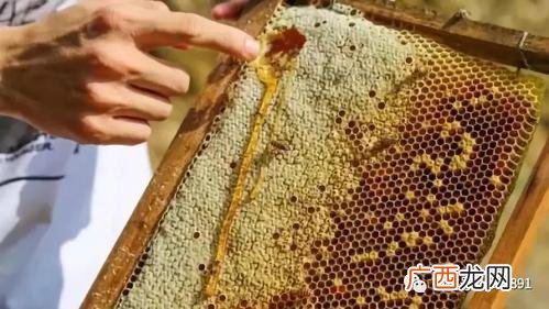 蜜蜂养殖实用技术 蜜蜂养殖蜂蜜
