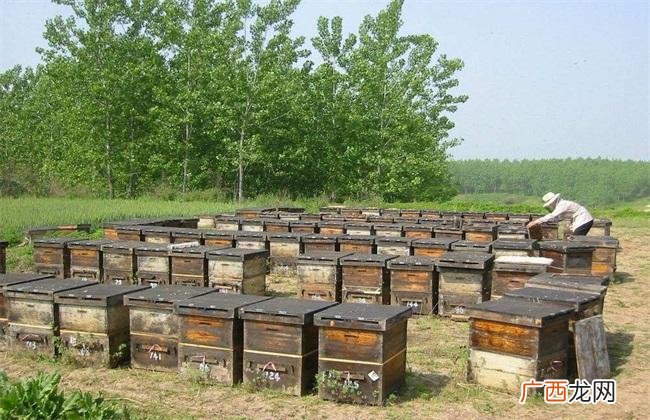 蜜蜂养殖实用技术 蜜蜂养殖蜂蜜