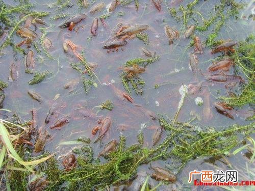 小龙虾收购价格 哪里养殖小龙虾出售