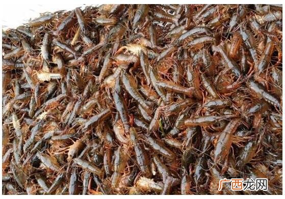 小龙虾收购价格 哪里养殖小龙虾出售