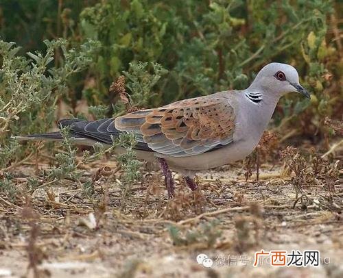 斑鸠有人工饲养的吗 哪种斑鸠容易人工养殖