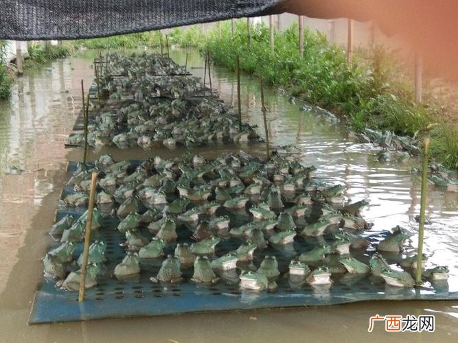 青蛙适合什么地方养殖 那里有青蛙养殖