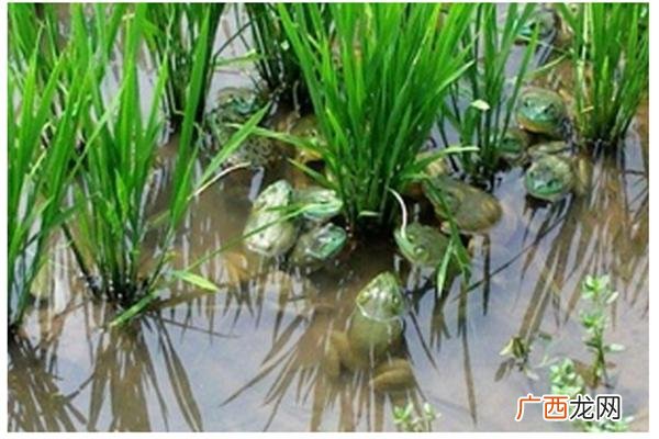 青蛙适合什么地方养殖 那里有青蛙养殖