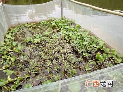 青蛙养殖技术及场地建造 那里有青蛙养殖技术