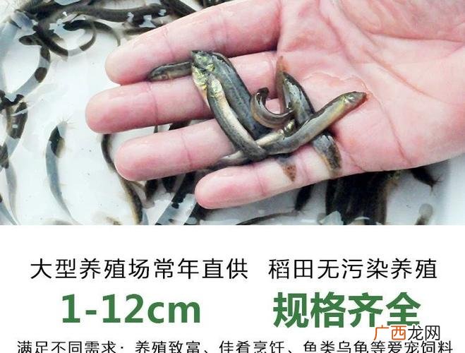 泥鳅和金鱼能混养吗 泥鳅养殖观赏