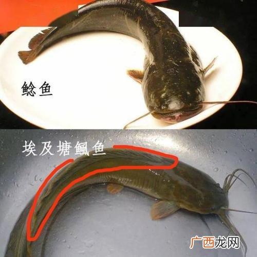 见效快的养殖项目 鲶鱼池塘养殖技术