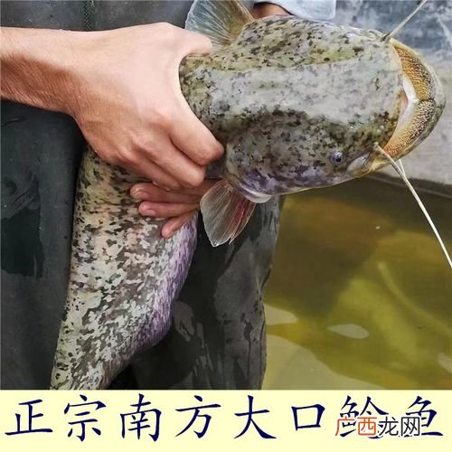 见效快的养殖项目 鲶鱼池塘养殖技术