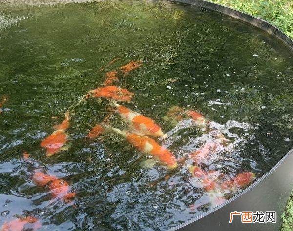 海水鲶鱼 鲶鱼适应冷水养殖吗
