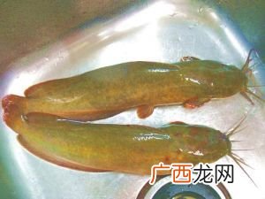 海水鲶鱼 鲶鱼适应冷水养殖吗