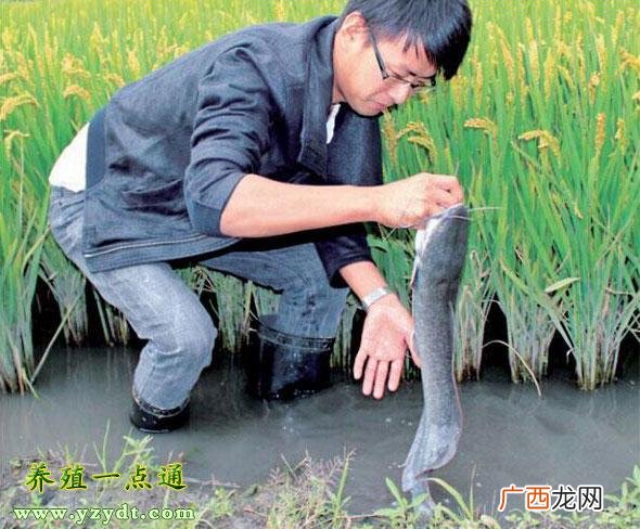 养殖一亩鲶鱼成本多少 鲶鱼怎么养殖技术