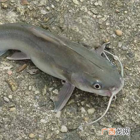 养殖一亩鲶鱼成本多少 鲶鱼怎么养殖技术