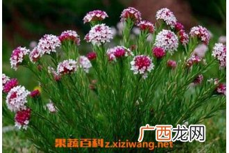 狼毒的功效与作用 狼毒的禁忌及副作用