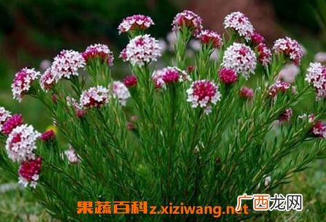 狼毒的功效与作用 狼毒的禁忌及副作用